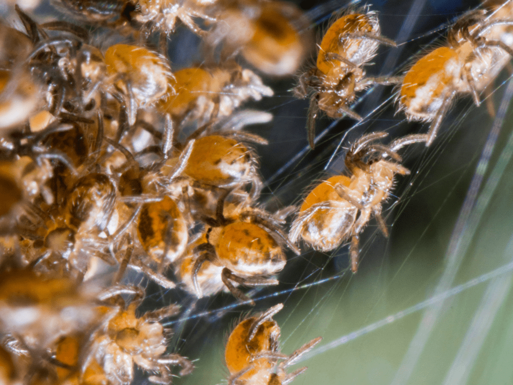 Barn Spider Control Services - Barn Spider Exterminators